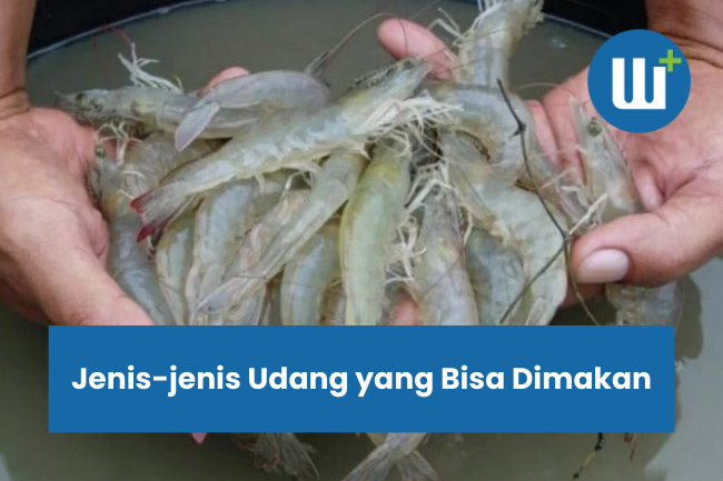 Jenis-jenis Udang yang Bisa Dimakan